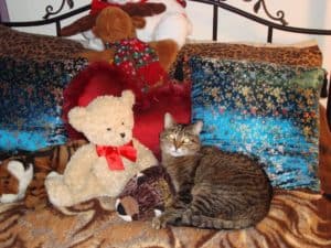 Chloe the cat snuggling with stuffed animals at christmas