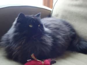 Shakespeare the beautiful black Persian cat