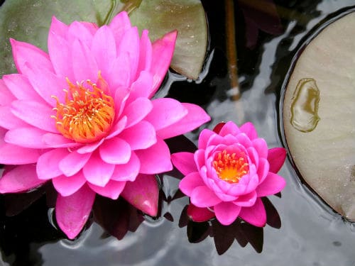 beautiful pink lily pads in a zen garden pond