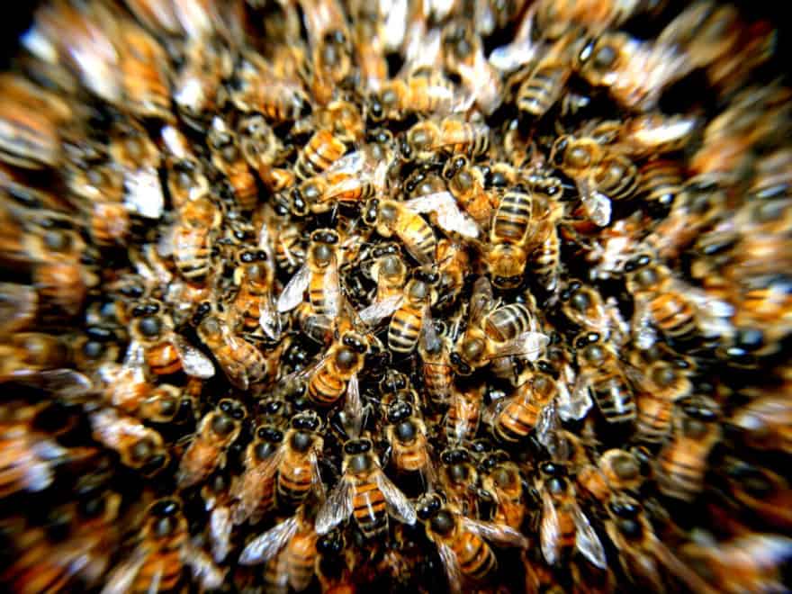 swarm of honey bees