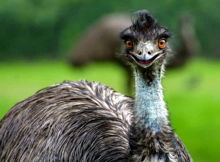 liberty-mutual-limu-emu-tv-commercials-are-lame-o