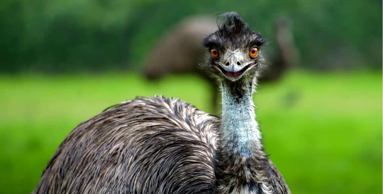 Ad Review: Liberty Mutual’s LiMu Emu is Lame-O | The Cranky Creative Blog