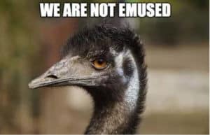 emu meme we are not emused