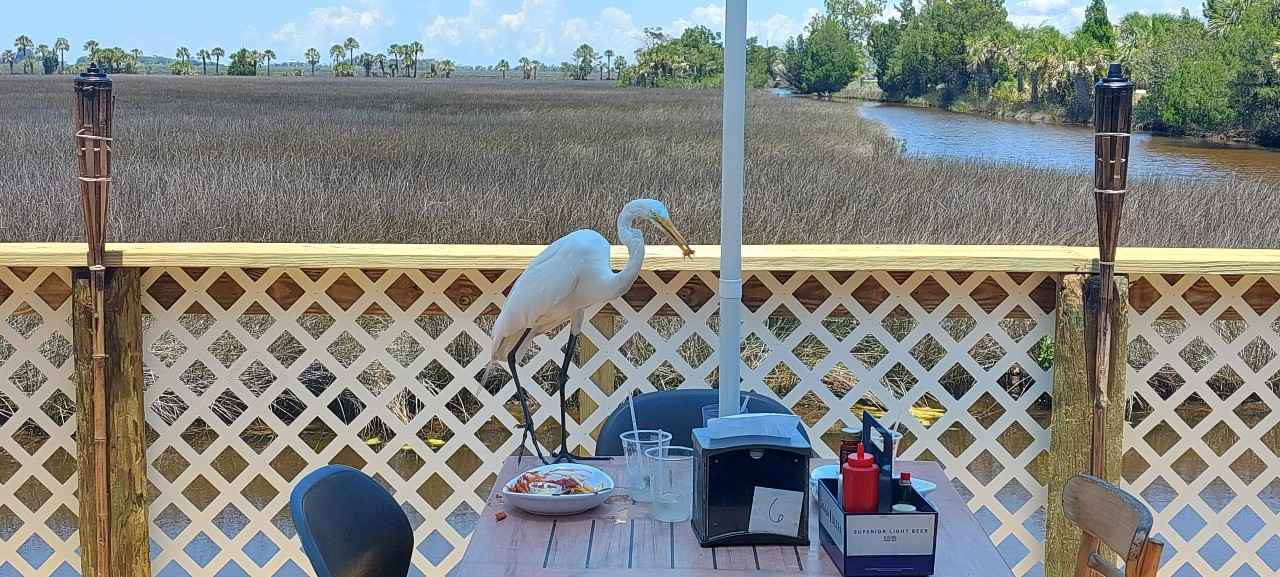 A white egret named Charlie takes a shrimp off a plate at one of our favorite outdoor restaurants in Florida