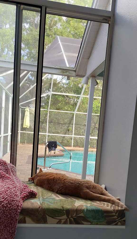 Our cat Mochi sleeping in front of a big bedroom window overlooking the pool