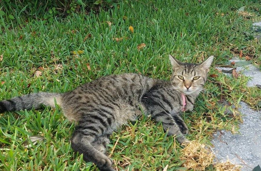 Ladybug the cute gray tabby relaxes in some grass