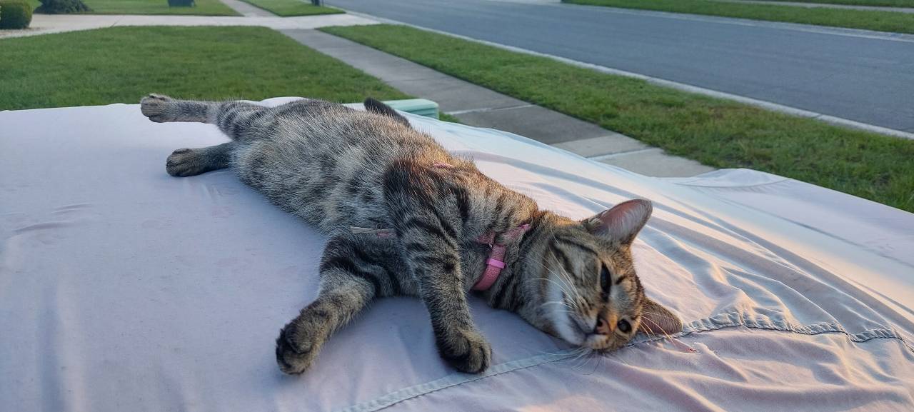 Ladybug lounging on the roof of my Camaro